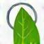 Icono de hoja de árbol sobre lupa simbolizando evaluación ambiental